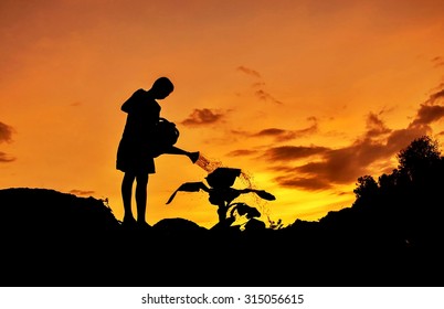 Silhouette of boy watering plants at sunset