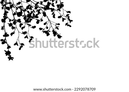 Silhouette of branches with leaves isolated on white background.
