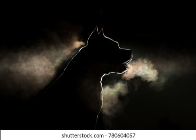 Silhouette of a breed of dog breeds American Staffordshire Terrier in backlight on a black background. Portrait of a dog that is steaming