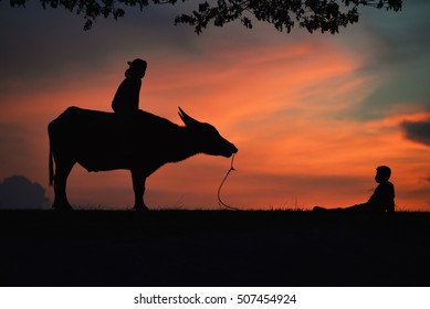 Silhouette Of Buffalo On Sunset . Culture Of Coexistence Of The Children And Buffalo .