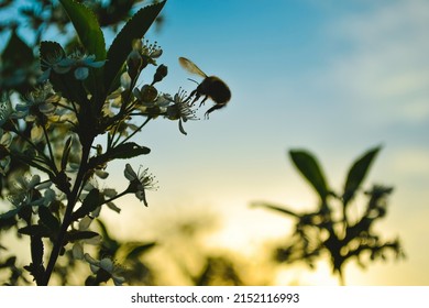 Silhouette of a bumblebee in flight that pollinates a cherry flower close-up against the background of the evening sky and a bright sunset
