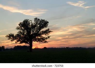 Silhouette Of Bur Oak In Sunset