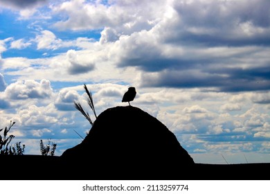 Silhouette Of A Burrowing Owl