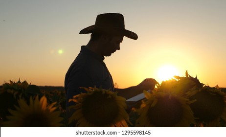 Silhouette Businessman with tablet examines his field with sunflowers. concept of agricultural business. farmer walks in flowering field. agronomist man osamatrivaet flowers and sunflower seeds.
