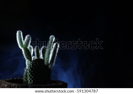 Silhouette cactus with black background