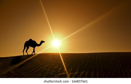 Silhouette Of A Camel Walking Alone In The Dubai Desert