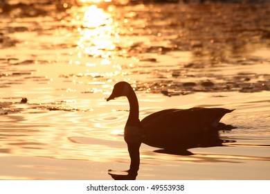 Silhouette Of A Canadian Goose In The Lake.