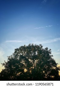 A Silhouette Of A Canopy Of A Pecan Tree With Green Leaves Set On Blue Sky With Clouds.