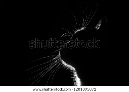 Silhouette of cat