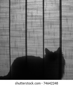 Silhouette of a cat sitting behind the curtain - black and white.