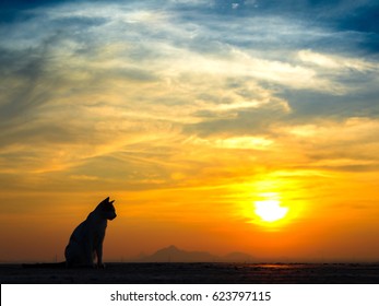 Silhouette Of Cat At Sunset