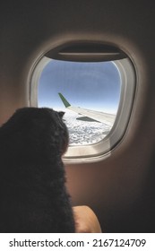 Silhouette of a cat in the window of an airplane. A cat flying in an airplane looks out the window with a view of the wing of the plane against the blue sky. Traveling with a pet