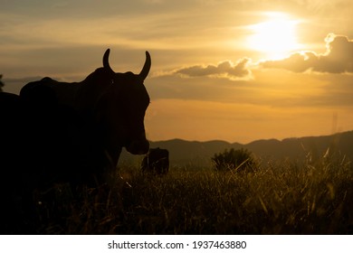silhouette of cattle on the farm pasture at sunset