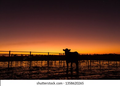 Silhouette Of A Cattle At Sunset On A Dairy Farm, Victoria, Australia