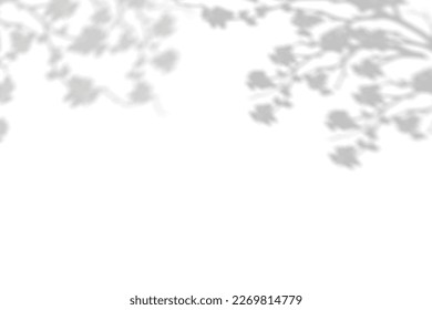 Silhouette Cherry Blossom Shadow on white background, Illustration isolated transparent of Shadow leaves overlay on Wall,Concept for elements design decoration for Spring, Summer Backdrop Background