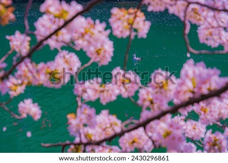 Silhouette of cherry blossoms and swan