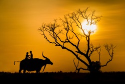Silhouette Of Children On Buffalo's Back And Tree Dead Dry During Sunset