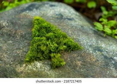 Silhouette Of Christmas Fir Tree Made Of Moss On A Rock Background. Green Christmas.