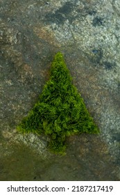 Silhouette Of Christmas Fir Tree Made Of Moss On A Rock Background. Green Christmas.