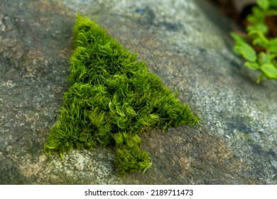 Silhouette Of Christmas Fir Tree Made Of Moss On A Rock Background. Green Christmas