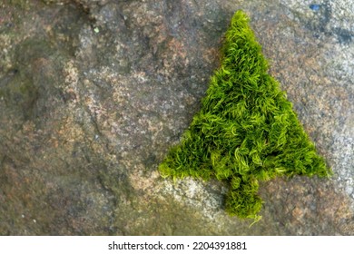 Silhouette Of Christmas Fir Tree Made Of Moss On A Rock Background. Green Christmas.