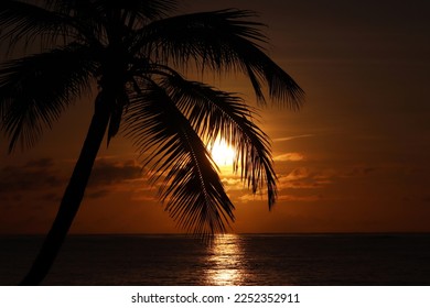 Silhouette of coconut palm tree on sea and sunset sky background. Tropical beach, sun in shining through palm leaves, paradise nature - Powered by Shutterstock