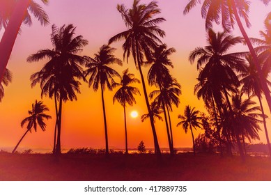 Silhouette Coconut Palm Trees On Beach At Sunset. Vintage Tone.