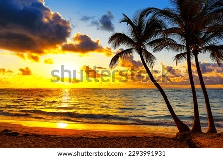 Silhouette coconut palm trees on beach at sunset in Punta Cana, Dominican Republic. Silhouette tropical palm tree with sun light on the beach against sunset sky. Summer tropical background.