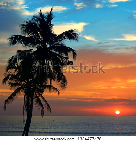 Silhouette coconutpalm tree against backdrop magnificent sunset over ocean beach