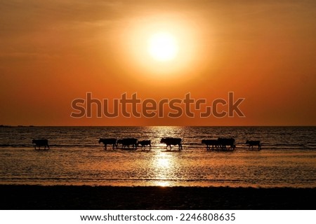 silhouette in colorful African sunset 