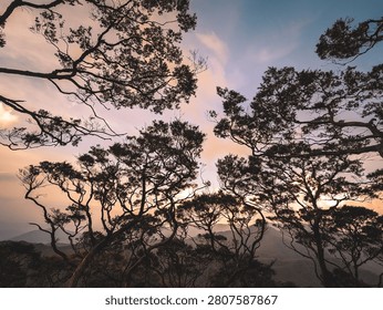 Silhouette of complex gnarled tree branches against a beautiful colorful sky in a tropical highland forest.