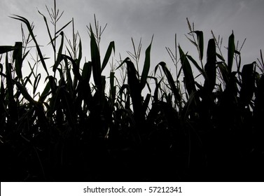 Silhouette Of Corn Field At Sunrise