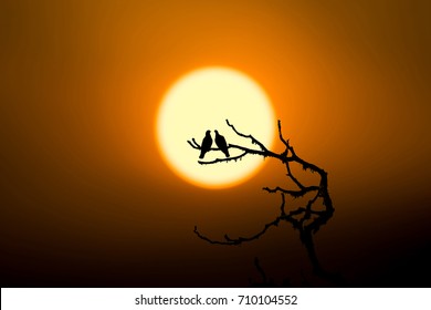 Silhouette couple of birds on tree branch when sunset representing love and romance.