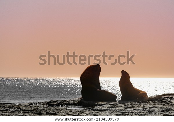 Silhouette of a couple formed by an adult male\
and female of South American sea lion also called southern sea lion\
and fur seal rest in a beautiful scenery during sunset in Peninsula\
Valdes, Argentina