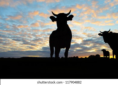 Silhouette Of Cows - Cattle During Sunset