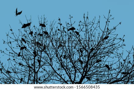 Similar – Image, Stock Photo COMPETITION Bird Starling