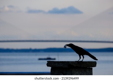 Silhouette of a crow sitting on a wall and eating its meal with blurred background. Selective focus due low light