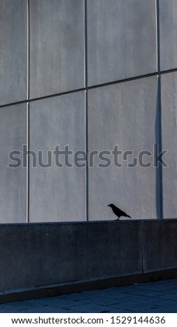 Similar – Im Anflug oder Linien in der Stadt… Tauben vor einer modernen Fassade mit starkem Schatten