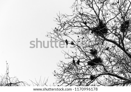 Similar – Image, Stock Photo be free Deciduous tree