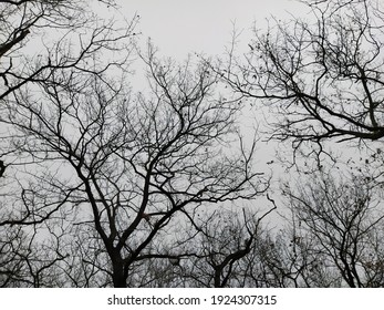Silhouette of dark trees against the sky