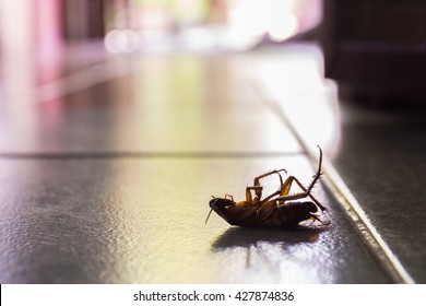 Silhouette Dead Cockroaches In The House.