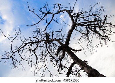 Silhouette Of Dead Fig Tree After A Drought On A Background Of Blue Sky.