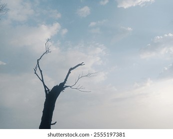 Silhouette of a dead tree with bare branches by the beach at sunset. A dramatic and moody coastal scene, symbolizing solitude and natural beauty. Perfect for artistic or nature-themed projects. - Powered by Shutterstock