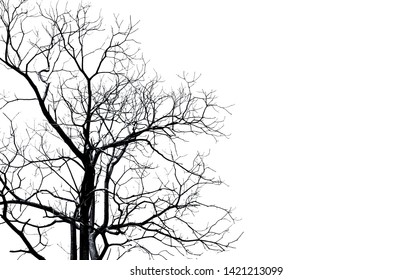 Sad Bare Tree Branches Photos 4 084 Stock Image Results