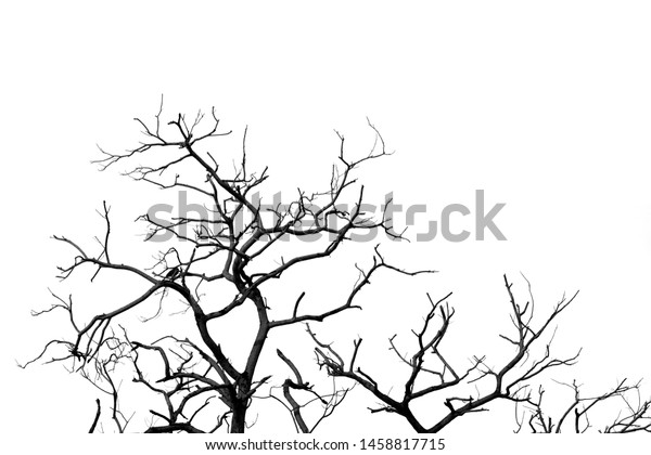 Silhouette Dead Tree Branch Isolated On Stock Photo Edit Now