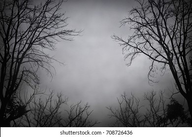 Spooky Tree High Res Stock Images Shutterstock