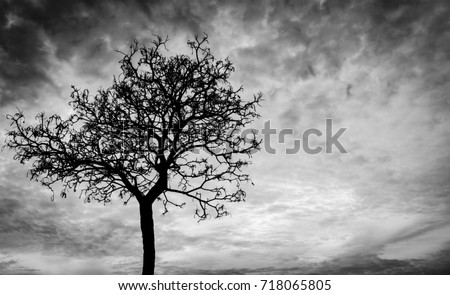Silhouette dead tree on dark dramatic sky background for scary or death. Halloween night background. Hopeless and despair concept. Creepy and spooky scene. Scary forest. Horror night on Halloween day