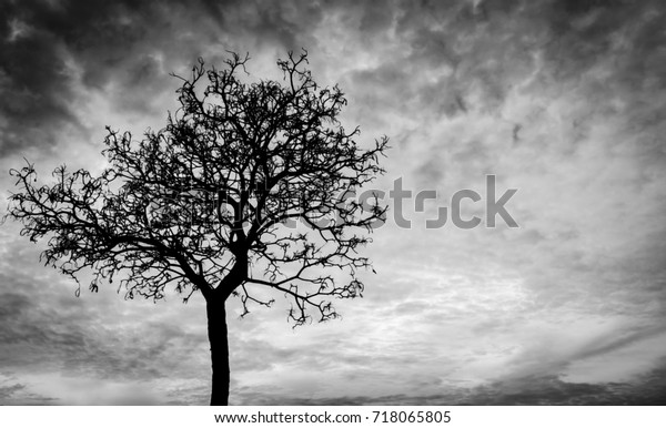 Silhouette dead tree on dark dramatic sky background\
for scary or death. Halloween night background. Hopeless and\
despair concept. Creepy and spooky scene. Scary forest. Horror\
night on Halloween\
day