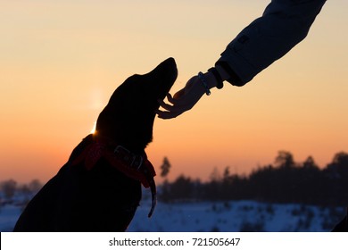 Silhouette Of A Dog And Man Hand. Abopt A Dog Concept