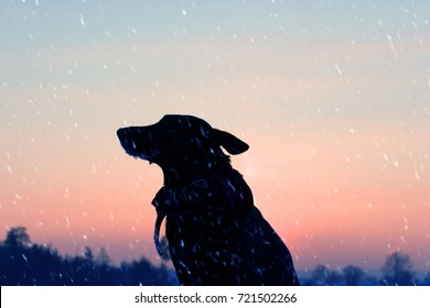 Silhouette Of The Dog On The Street. Sad And Lonely Dog